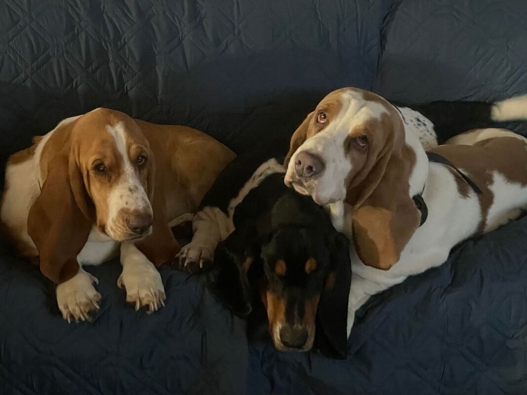 Hay Springs Basset Hounds Raind and Snow Bassets Emma, Betty, and Dash