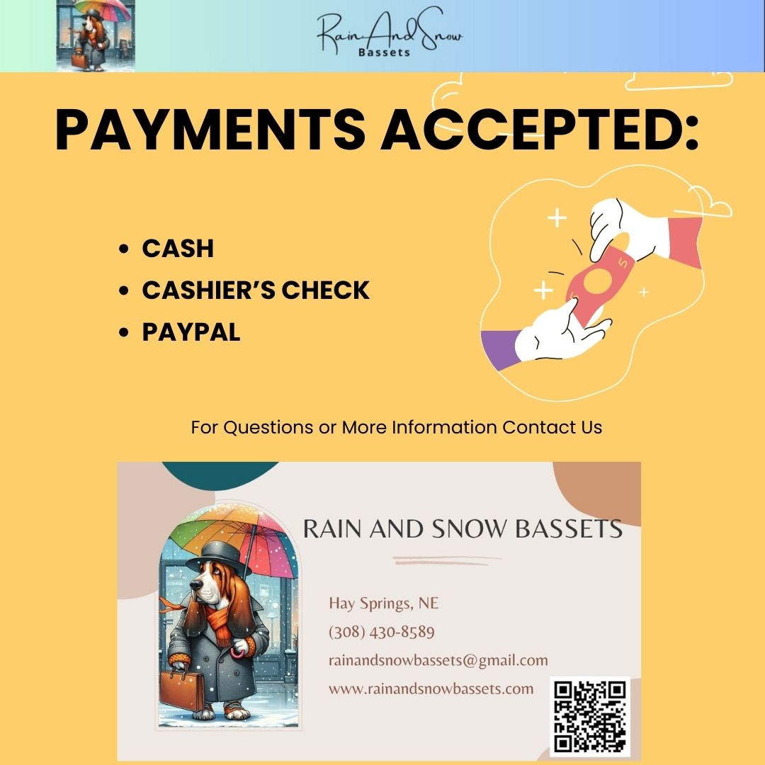 Basset Hounds Hay Springs Nebraska Rain and Snow Bassets Payments Accepted